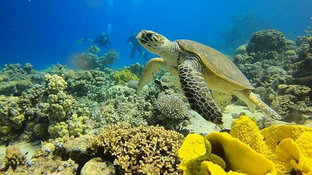 Bait Alaqaba dive center&resort Aqaba Exterior foto