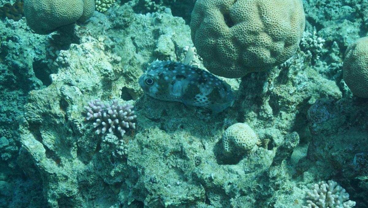 Bait Alaqaba dive center&resort Aqaba Exterior foto