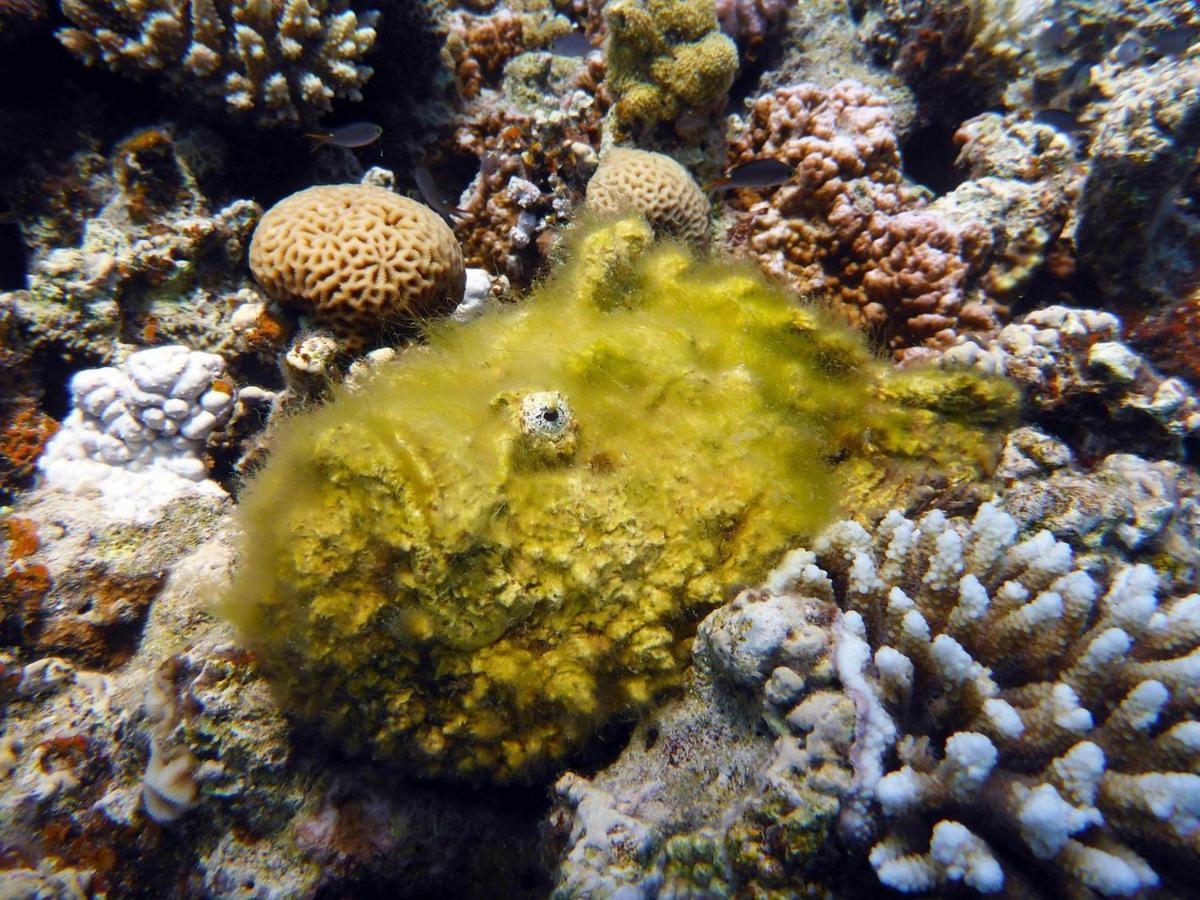 Bait Alaqaba dive center&resort Aqaba Exterior foto